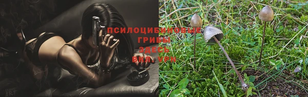 apvp Алзамай