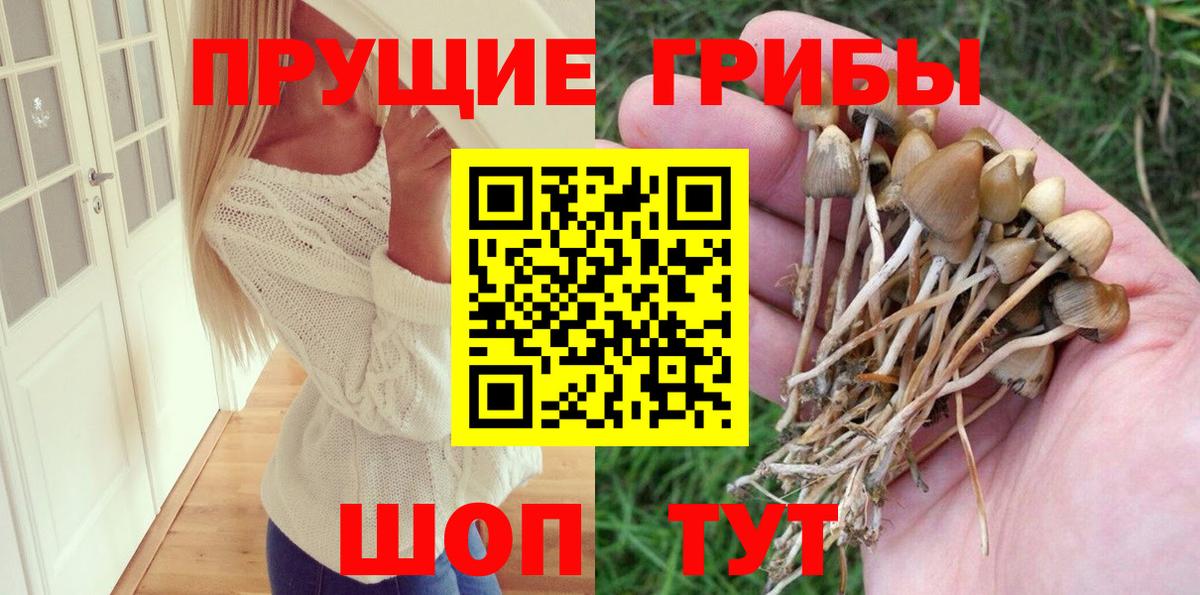 Кудрово  Галлюциногенные грибы Cubensis  Вход с VPN 